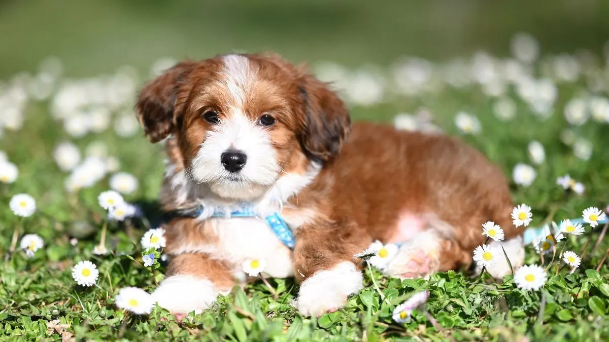 Luna tops Australia's most popular dog names for 2026